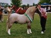 stallion Blackhill Picalo (Welsh mountain pony (SEK.A), 1990, from Weston Dixie)