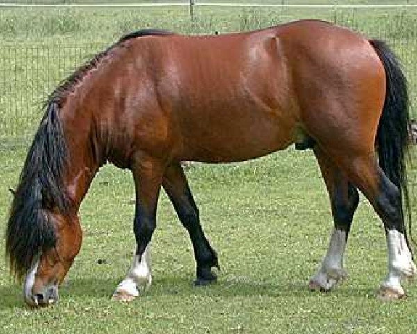 Deckhengst Powys (NL) Shon (Welsh Mountain Pony (Sek.A), 2000, von Blackhill Picalo)