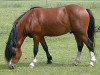 Deckhengst Powys (NL) Shon (Welsh Mountain Pony (Sek.A), 2000, von Blackhill Picalo)