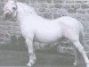Deckhengst Gredington Andreas (Welsh Mountain Pony (Sek.A), 1980, von Coed Coch Planed)