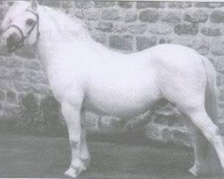 stallion Gredington Andreas (Welsh mountain pony (SEK.A), 1980, from Coed Coch Planed)