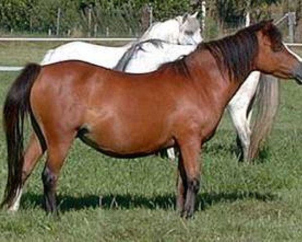 Zuchtstute Lacy Sable (Welsh Mountain Pony (Sek.A), 1989, von Gredington Andreas)