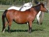 broodmare Lacy Sable (Welsh mountain pony (SEK.A), 1989, from Gredington Andreas)