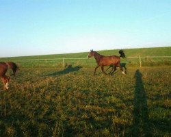 horse Nemezis (Polish Warmblood, 2012, from Grand Master)