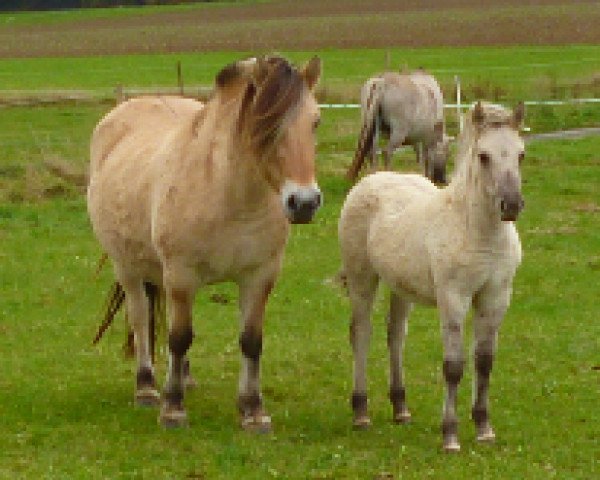 broodmare Joy (Fjord Horse, 2005, from Jokum)