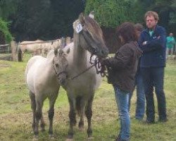 broodmare Katinka (Fjord Horse, 1999, from Orkus)