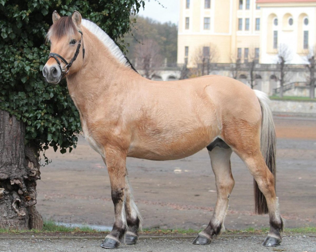 stallion Kalusha (Fjord Horse, 2008, from Kvirlo)