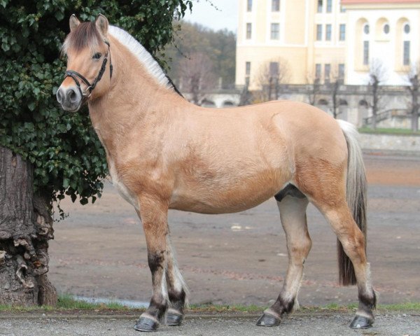 stallion Kalusha (Fjord Horse, 2008, from Kvirlo)