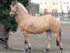 stallion Kalusha (Fjord Horse, 2008, from Kvirlo)