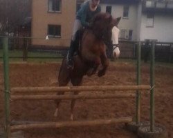 horse Naemi 2 (German Riding Pony, 1994, from Navarino)