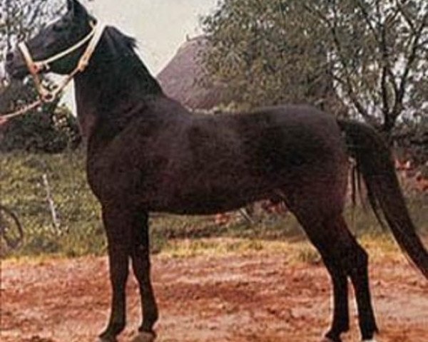 stallion Bibars ox (Arabian thoroughbred, 1957, from Witraz 1938 ox)