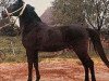 stallion Bibars ox (Arabian thoroughbred, 1957, from Witraz 1938 ox)