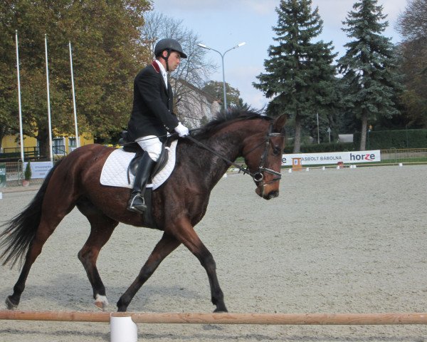 jumper Széltáncos (Hungarian Warmblood, 2009, from Stakkato Gold)