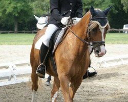 horse Twix 21 (German Riding Pony, 2001, from Argon)