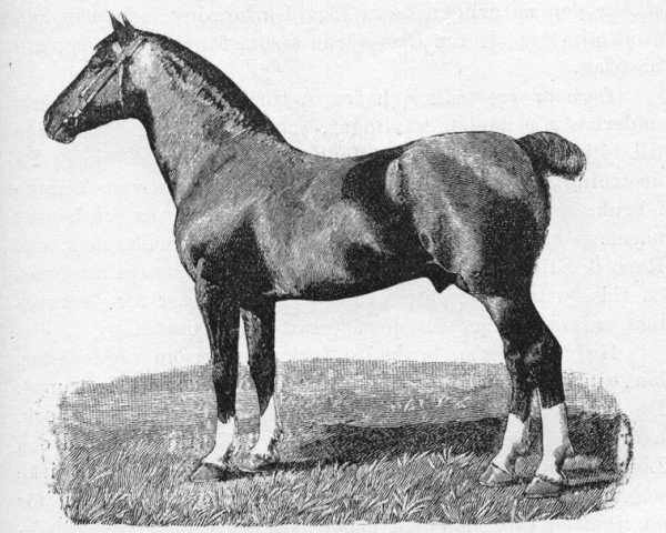 stallion Danegelt (Hackney (horse/pony), 1879, from Denmark (ex Bourdas Denmark))