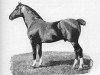 Deckhengst Danegelt (Hackney (Pferd/Pony), 1879, von Denmark (ex Bourdas Denmark))