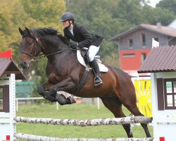 dressage horse Scharnhorst 14 (German Sport Horse, 2005, from Saccor)