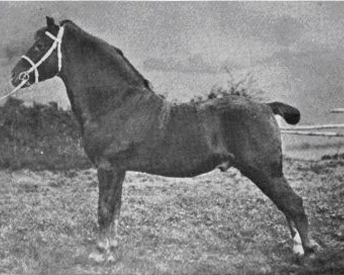 Deckhengst Prince of Cardiff (Welsh Mountain Pony (Sek.A), 1895, von Hamlet Prince of Denmark)