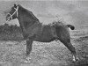 stallion Prince of Cardiff (Welsh mountain pony (SEK.A), 1895, from Hamlet Prince of Denmark)