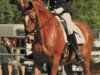 dressage horse Landino 97 (unknown, 1994)