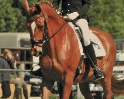 dressage horse Landino 97 (unknown, 1994)