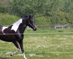 Springpferd Chessman (Zweibrücker, 2000, von Cuba)