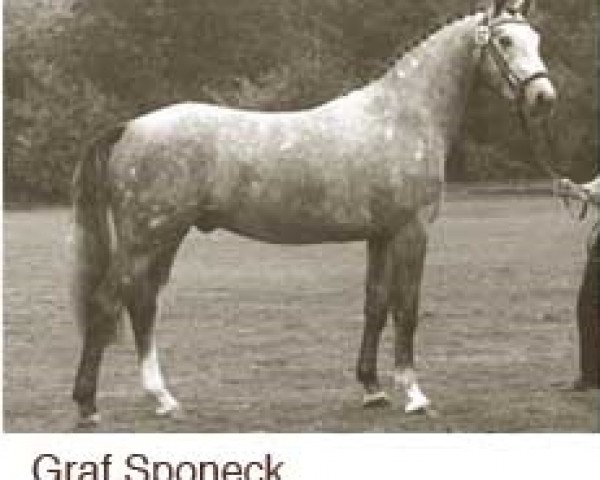 stallion Graf Sponeck (Hanoverian, 1985, from Graf Dagobert Z)