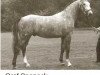 stallion Graf Sponeck (Hanoverian, 1985, from Graf Dagobert Z)