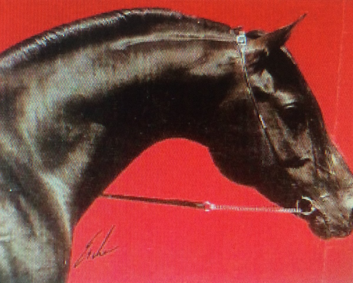 stallion Assuan El Ifrith ox (Arabian purebred, 1982, from El Aswad 1974 EAO)