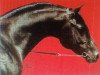 stallion Assuan El Ifrith ox (Arabian thoroughbred, 1982, from El Aswad 1974 EAO)