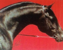 stallion Assuan El Ifrith ox (Arabian thoroughbred, 1982, from El Aswad 1974 EAO)