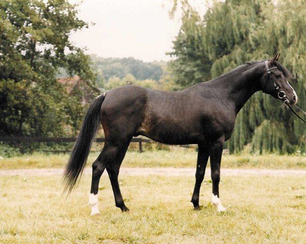 stallion El Iblis ox (Arabian thoroughbred, 1980, from Ibn Galal 1966 EAO)