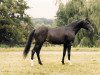 stallion El Iblis ox (Arabian thoroughbred, 1980, from Ibn Galal 1966 EAO)