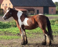 horse Jolie Descendant de Rosie 0810576 (Tinker / Irish Cob / Gypsy Vanner, 2007, from O'Malley 0101189)