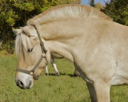 dressage horse Kayuse (Fjord Horse, 2009, from Kelvin)