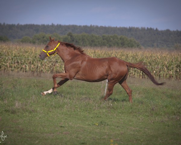 Pferd Top Secret xx (Englisches Vollblut, 2003, von Two-Twenty-Two xx)