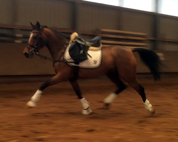 broodmare Provana (German Riding Pony, 2008, from Nuts)