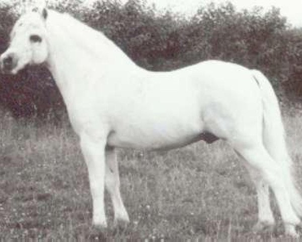 stallion Brierwood Fullback (Welsh mountain pony (SEK.A), 1970, from Brierwood Blue Boy)