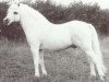 stallion Brierwood Fullback (Welsh mountain pony (SEK.A), 1970, from Brierwood Blue Boy)