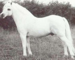 Deckhengst Brierwood Fullback (Welsh Mountain Pony (Sek.A), 1970, von Brierwood Blue Boy)