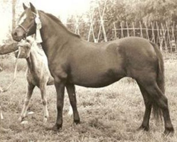 broodmare Foxhunter Graenus (Welsh mountain pony (SEK.A), 1967, from Coed Coch Brenin Arthur)