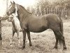 broodmare Foxhunter Graenus (Welsh mountain pony (SEK.A), 1967, from Coed Coch Brenin Arthur)