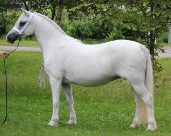 Zuchtstute Heathside Honey Bee (Welsh Mountain Pony (Sek.A), 1996, von Pendock Legend)