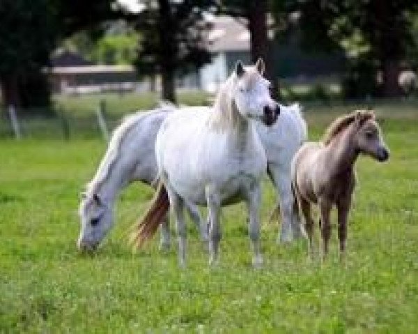 Zuchtstute Ysselvliedt's Shirley (Welsh Mountain Pony (Sek.A), 1992, von Baledon Jerimiah)