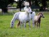 broodmare Ysselvliedt's Shirley (Welsh mountain pony (SEK.A), 1992, from Baledon Jerimiah)