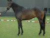 broodmare La Belle (Hanoverian, 2006, from Lauries Crusador xx)