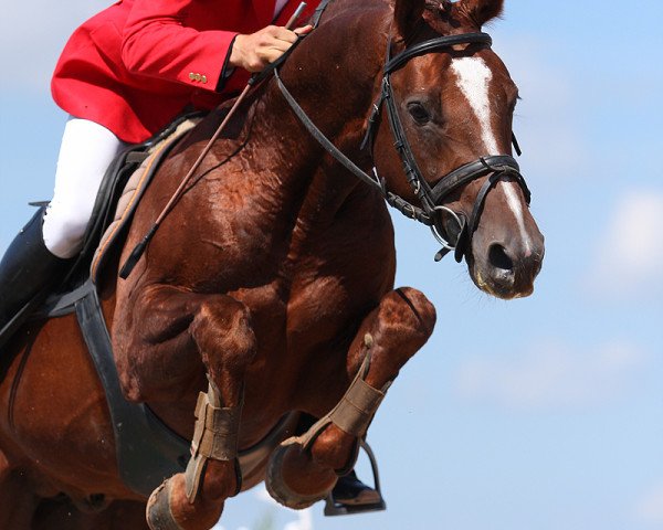 Pferd Hip Hop (Polnisches edles Halbblut, 2006, von Luron)