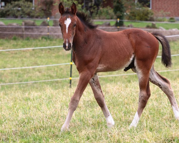 Springpferd Navajo (Westfale, 2014, von Nouma D'Auzay)