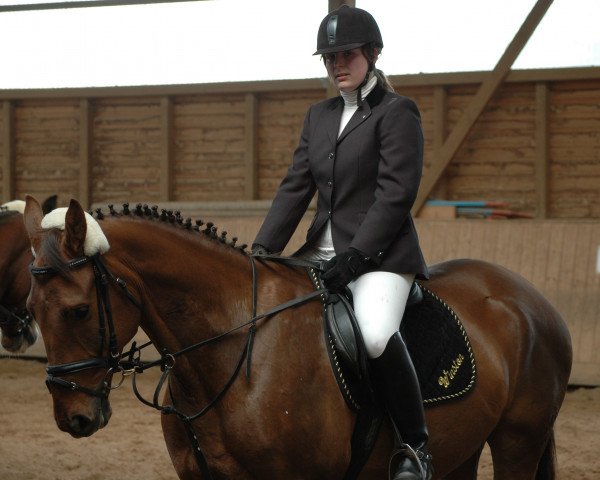 dressage horse Winston (German Sport Horse, 2003, from Well done)