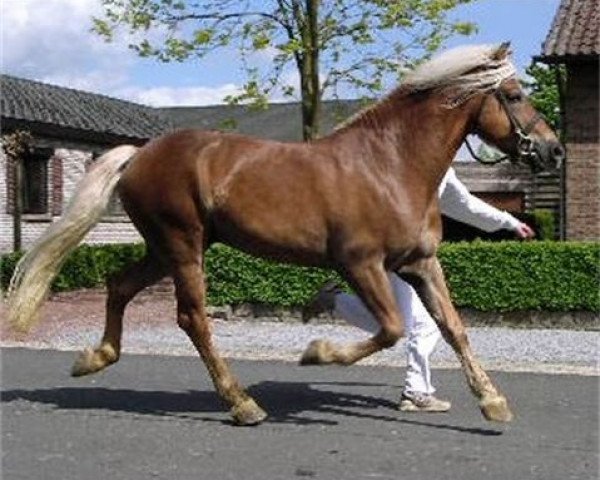 stallion T Wildfire (Haflinger, 1992, from Winterstein)